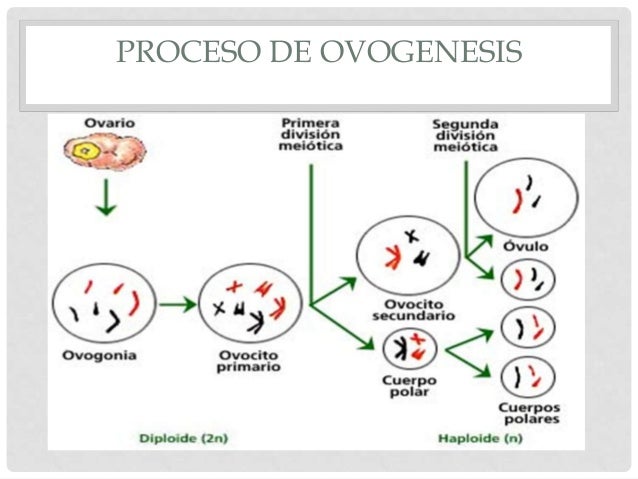 In Ovaries, The Final Products Of Meiosis Are GAMETOGENESIS OVOGENESIS PDF